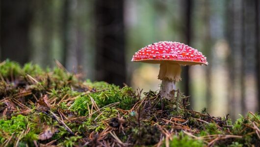 Gartenpflege im Herbst