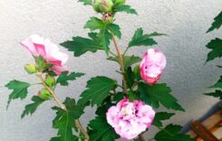 Hibiskus – sorgt für Urlaubsfeeling auf Balkon und Terrasse