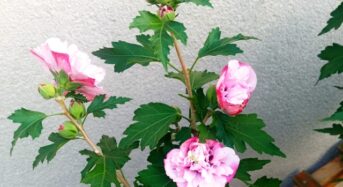 Hibiskus – sorgt für Urlaubsfeeling auf Balkon und Terrasse