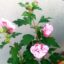 Hibiskus – sorgt für Urlaubsfeeling auf Balkon und Terrasse