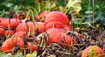 Kürbisse – Das beliebte Herbstgemüse