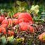 Kürbisse – Das beliebte Herbstgemüse