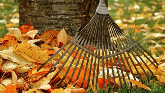 Laub entsorgen – Umweltfreundliche Empfehlungen