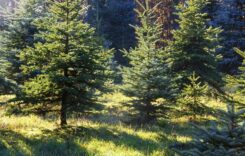 Weihnachtsbaum selber schlagen