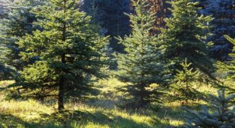 Weihnachtsbaum selber schlagen