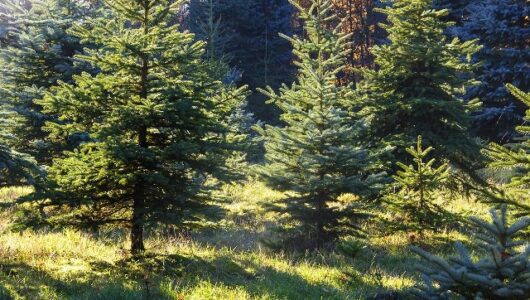 Weihnachtsbaum selber schlagen
