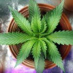 Wurzelfäule bei Cannabis - Warnsignale, Gründe und Behandlung