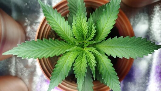 Wurzelfäule bei Cannabis – Warnsignale, Gründe und Behandlung