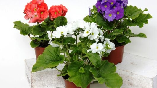 Becherprimeln – Sorgen für Frühlingsstimmung